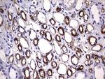 MCAM Antibody in Immunohistochemistry (Paraffin) (IHC (P))