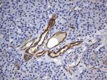 MCAM Antibody in Immunohistochemistry (Paraffin) (IHC (P))