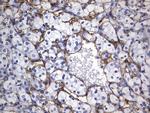 MCAM Antibody in Immunohistochemistry (Paraffin) (IHC (P))