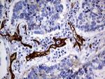 MCAM Antibody in Immunohistochemistry (Paraffin) (IHC (P))