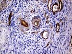 MCAM Antibody in Immunohistochemistry (Paraffin) (IHC (P))