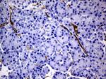 MCAM Antibody in Immunohistochemistry (Paraffin) (IHC (P))