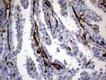 MCAM Antibody in Immunohistochemistry (Paraffin) (IHC (P))