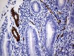 MCAM Antibody in Immunohistochemistry (Paraffin) (IHC (P))