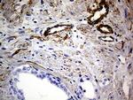 MCAM Antibody in Immunohistochemistry (Paraffin) (IHC (P))