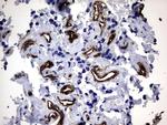 MCAM Antibody in Immunohistochemistry (Paraffin) (IHC (P))
