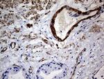 MCAM Antibody in Immunohistochemistry (Paraffin) (IHC (P))