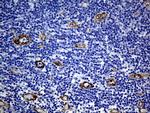 MCAM Antibody in Immunohistochemistry (Paraffin) (IHC (P))