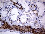 MCAM Antibody in Immunohistochemistry (Paraffin) (IHC (P))