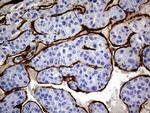 MCAM Antibody in Immunohistochemistry (Paraffin) (IHC (P))
