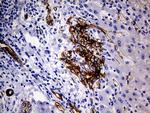 MCAM Antibody in Immunohistochemistry (Paraffin) (IHC (P))