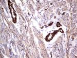 MCAM Antibody in Immunohistochemistry (Paraffin) (IHC (P))