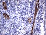 MCAM Antibody in Immunohistochemistry (Paraffin) (IHC (P))