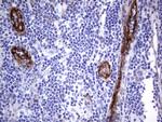 MCAM Antibody in Immunohistochemistry (Paraffin) (IHC (P))