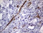 MCAM Antibody in Immunohistochemistry (Paraffin) (IHC (P))