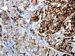 MCAM Antibody in Immunohistochemistry (Paraffin) (IHC (P))