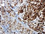 MCAM Antibody in Immunohistochemistry (Paraffin) (IHC (P))