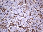 MCAM Antibody in Immunohistochemistry (Paraffin) (IHC (P))