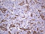 MCAM Antibody in Immunohistochemistry (Paraffin) (IHC (P))
