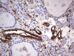 MCAM Antibody in Immunohistochemistry (Paraffin) (IHC (P))