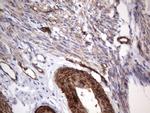 MCAM Antibody in Immunohistochemistry (Paraffin) (IHC (P))