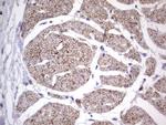 MCAM Antibody in Immunohistochemistry (Paraffin) (IHC (P))
