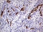 MCAM Antibody in Immunohistochemistry (Paraffin) (IHC (P))