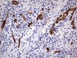 MCAM Antibody in Immunohistochemistry (Paraffin) (IHC (P))