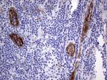 MCAM Antibody in Immunohistochemistry (Paraffin) (IHC (P))