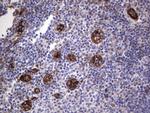 MCAM Antibody in Immunohistochemistry (Paraffin) (IHC (P))