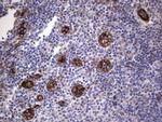 MCAM Antibody in Immunohistochemistry (Paraffin) (IHC (P))