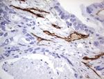 MCAM Antibody in Immunohistochemistry (Paraffin) (IHC (P))