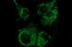 MCAT Antibody in Immunocytochemistry (ICC/IF)