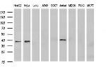 MCAT Antibody in Western Blot (WB)