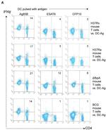 CD4 Antibody in Flow Cytometry (Flow)