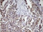 MCEE Antibody in Immunohistochemistry (Paraffin) (IHC (P))