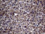 MCEE Antibody in Immunohistochemistry (Paraffin) (IHC (P))