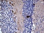 MCF2 Antibody in Immunohistochemistry (Paraffin) (IHC (P))