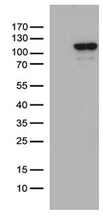 MCF2 Antibody in Western Blot (WB)