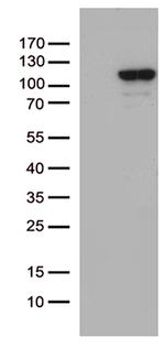 MCF2 Antibody in Western Blot (WB)