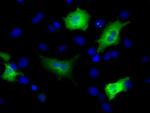 MCL1 Antibody in Immunocytochemistry (ICC/IF)
