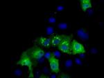 MCL1 Antibody in Immunocytochemistry (ICC/IF)