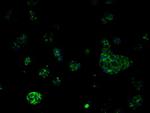 MCL1 Antibody in Immunocytochemistry (ICC/IF)