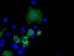 MCL1 Antibody in Immunocytochemistry (ICC/IF)