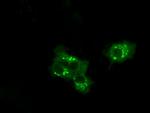MCL1 Antibody in Immunocytochemistry (ICC/IF)