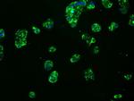 MCL1 Antibody in Immunocytochemistry (ICC/IF)