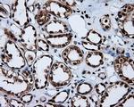 MCL1 Antibody in Immunohistochemistry (Paraffin) (IHC (P))
