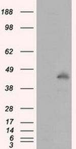 MCL1 Antibody in Western Blot (WB)