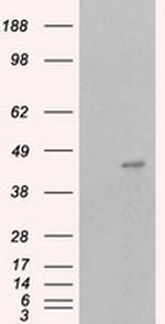 MCL1 Antibody in Western Blot (WB)