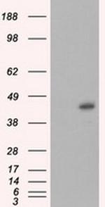MCL1 Antibody in Western Blot (WB)